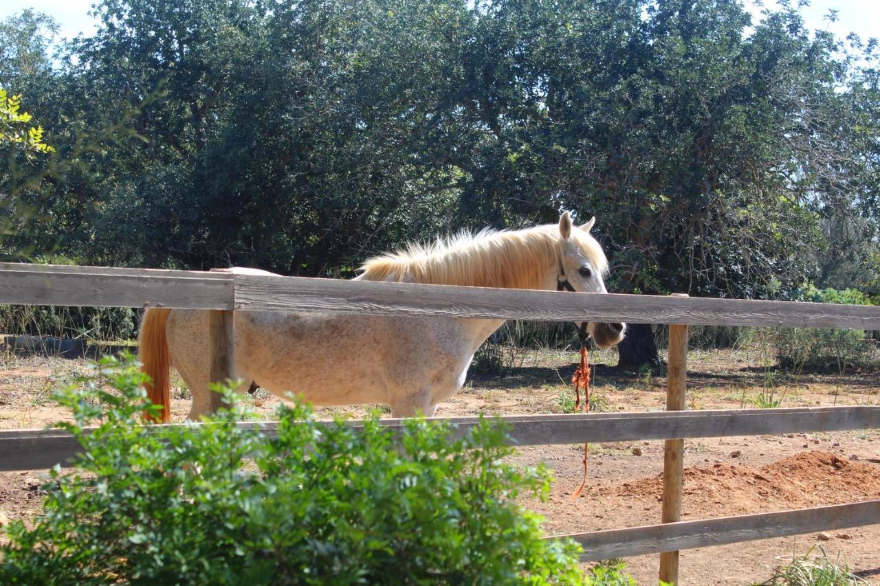 Tenuta Ferraro גאליפולי מראה חיצוני תמונה